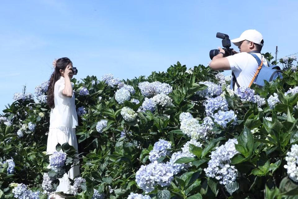 Jóvenes se toman fotos con las hortensias en la cima de la montaña. Foto: Anh Tuan – VNA