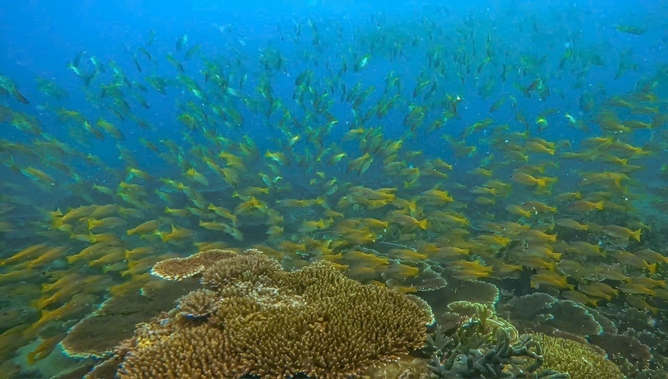 Ecosistema marino diverso y rico en el Parque Nacional de Con Dao. Foto: VNA