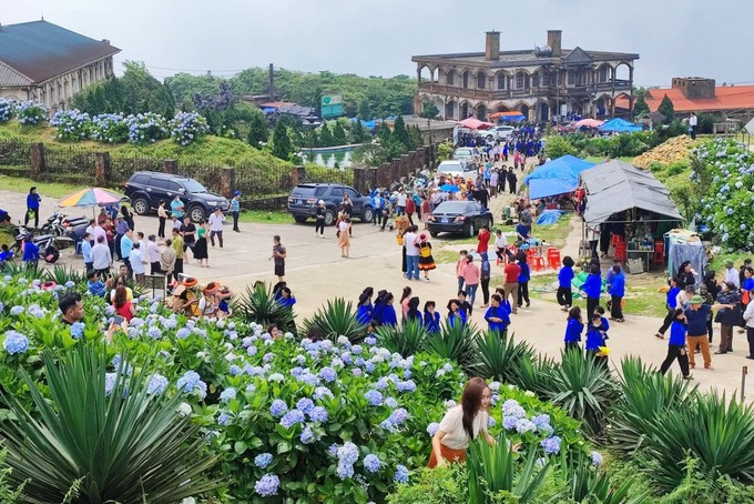 Turistas visitan Mau Son durante la temporada de floración de las hortensias. Foto: Anh Tuan – VNA