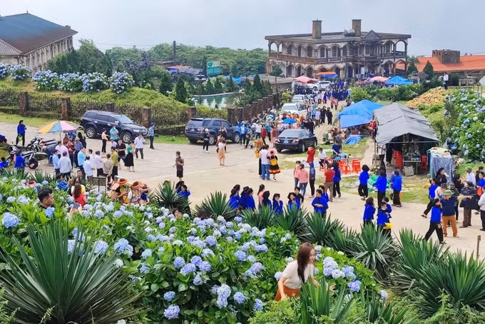 Turistas visitan Mau Son durante la temporada de floración de las hortensias. Foto: Anh Tuan – VNA