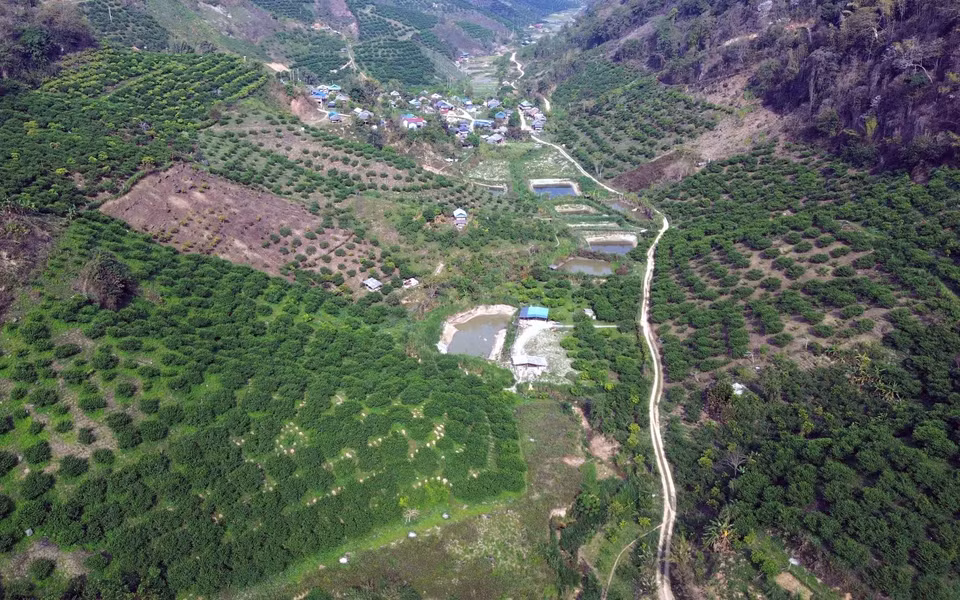 Superficie concentrada de cultivo de ciruelos en la comuna de Phieng Khoai. Foto: VNA