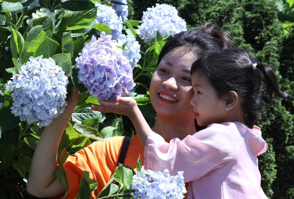 Turistas disfrutan admirando las hortensias en la cima de la montaña. Foto: Anh Tuan – VNA