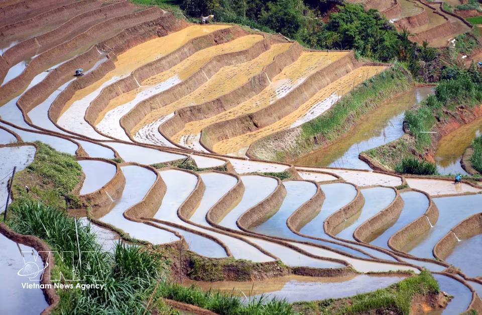 El verde de los brotes jóvenes de arroz, mezclado con el color del agua, crea una serena escena campestre. Foto: VNA