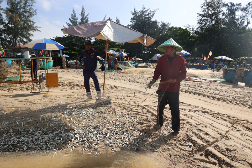 Los pescadores de Long Hai llegan a la orilla tras unas horas de pesca de sardina blanca en el mar. Foto: Hoang Nhi -VNA