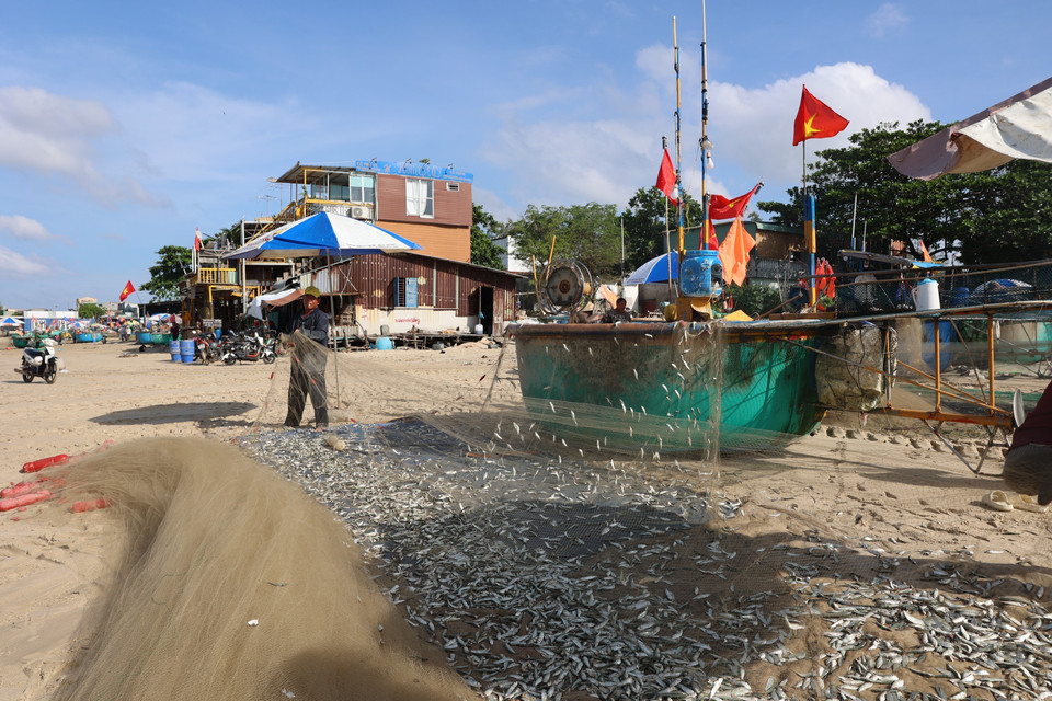 La sardina blanca suele aparecer en las aguas de Ciudad Ho Chi Minh desde el noveno mes lunar del año anterior hasta el primer mes lunar del año siguiente. Esta temporada permite a los pescadores obtener ingresos estables pescando cerca de la costa. Foto: Hoang Nhi -VNA