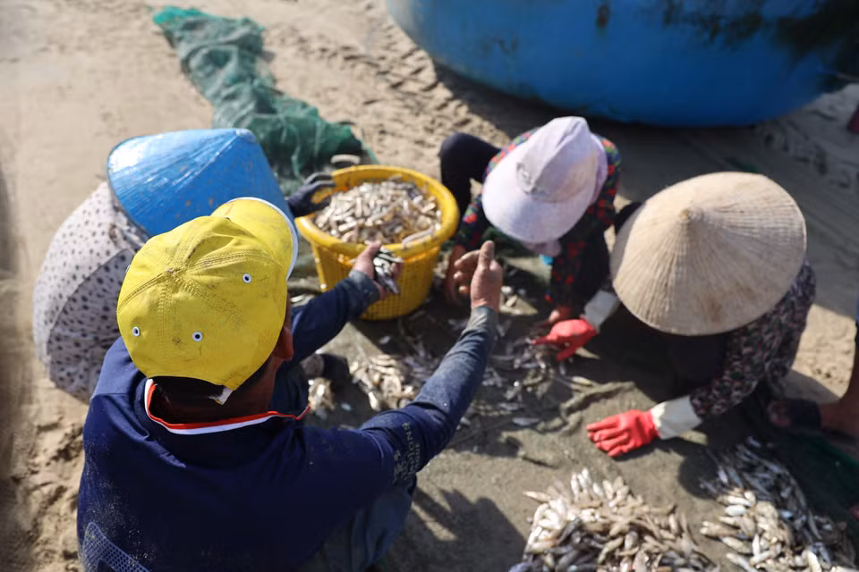 Los cargamentos de sardina blanca fresca son comprados por los comerciantes en la playa de Long Hai. Foto: Hoang Nhi -VNA