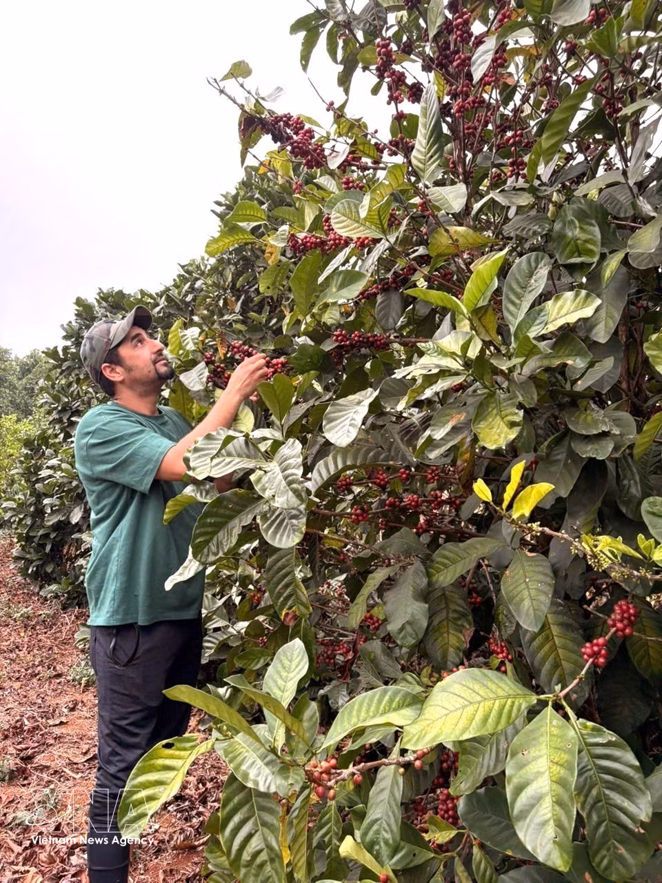 Turistas visitan un cafeto Liberica, donde se conservan las huellas históricas y el proceso de renacimiento de una tierra marcada por la guerra. Foto: VNA
