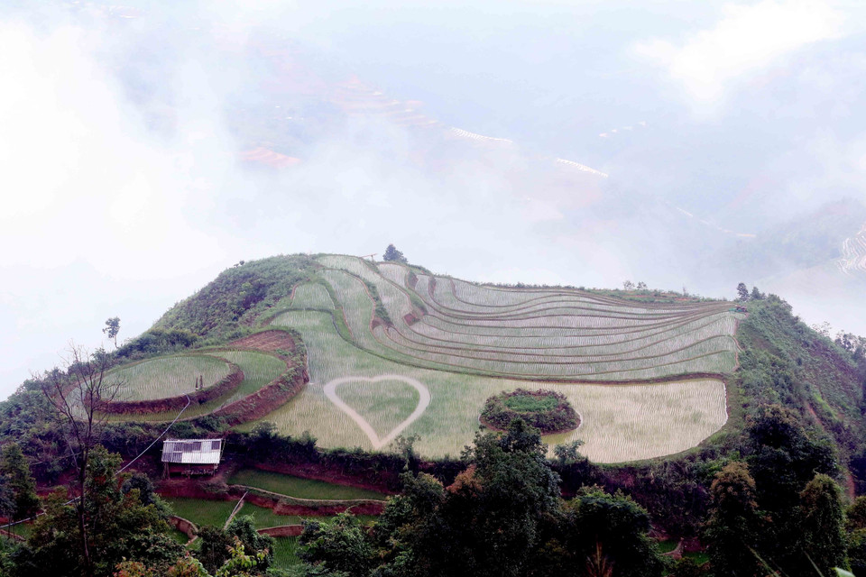 Las terrazas de arroz de Xim Vang se ubican a más de 1.500 metros sobre el nivel del mar. Foto: Quang Quyet – VNA