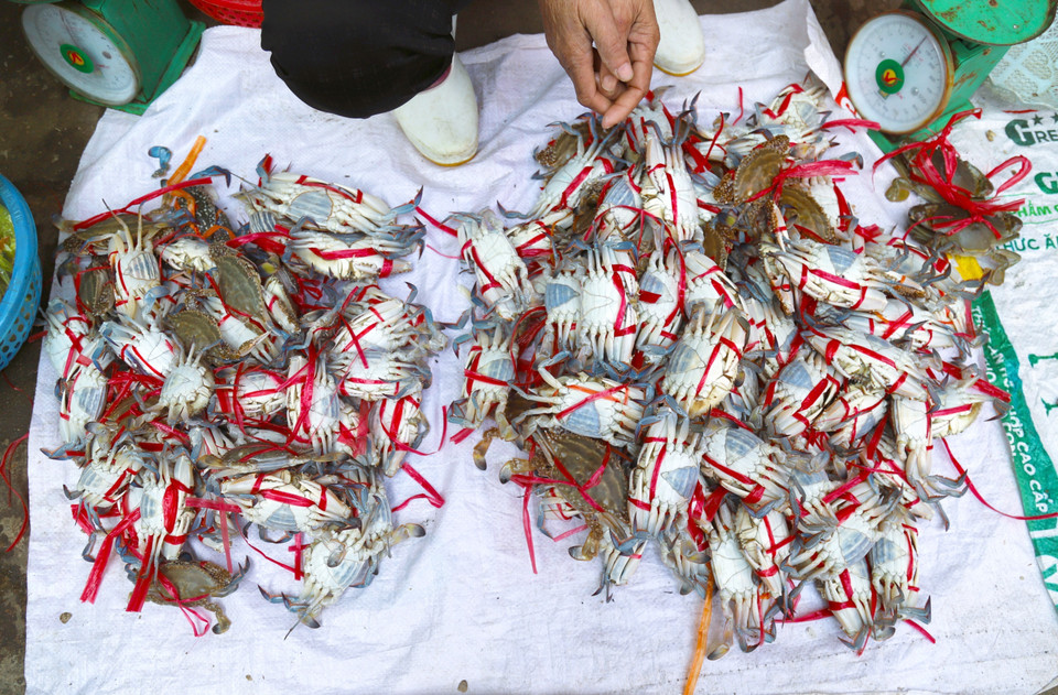 Los cangrejos viven en el fondo marino, a profundidades de 10 a 20 m, y están ampliamente distribuidos en las zonas costeras. Para capturarlos, los pescadores de las aldeas costeras utilizan redes de arrastre. Foto: VNA