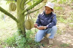 Un técnico de Sakura Farm (en comuna de Dong Khanh Son, provincia de Khanh Hoa) utiliza equipos para evaluar, analizar y optimizar la salud del suelo de cultivo de durian.