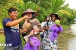 Turistas disfrutan de la experiencia de recoger mangos en los huertos de la comuna de Cam Lam, en Khanh Hoa. (Fuente: VNA)