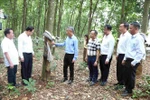 El embajador Nguyen Minh Vu (tercero desde la izquierda) visita la plantación de caucho en la provincia de Ratanakiri, Camboya. (Fuente: VNA)