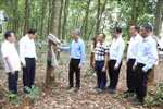 El embajador Nguyen Minh Vu (tercero desde la izquierda) visita la plantación de caucho en la provincia de Ratanakiri, Camboya. (Fuente: VNA)