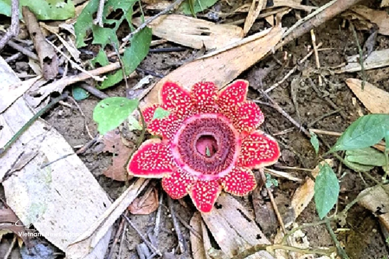 El Parque Nacional Phong Nha - Ke Bang registra recientemente la presencia de la rara planta Sapria himalayana (Fuente: VNA)