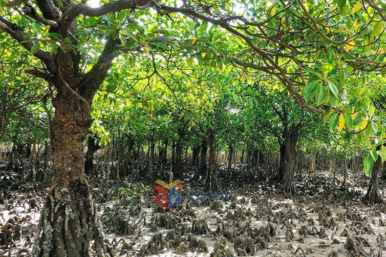 La Reserva de Humedales de Dong Rui en la comuna de Hai Lang tiene muchos árboles de manglares con troncos grandes. (Fuente: baoquangninh.com)