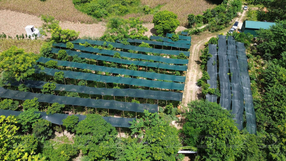 Hanoi está desarrollando el cultivo de las plantas medicinales. (Fuente: Revista Vietnam)