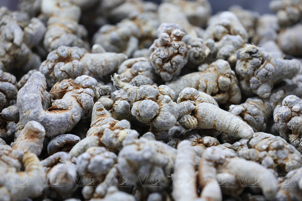 Tubérculos de Panax notoginseng. (Fuente: Revista Vietnam)