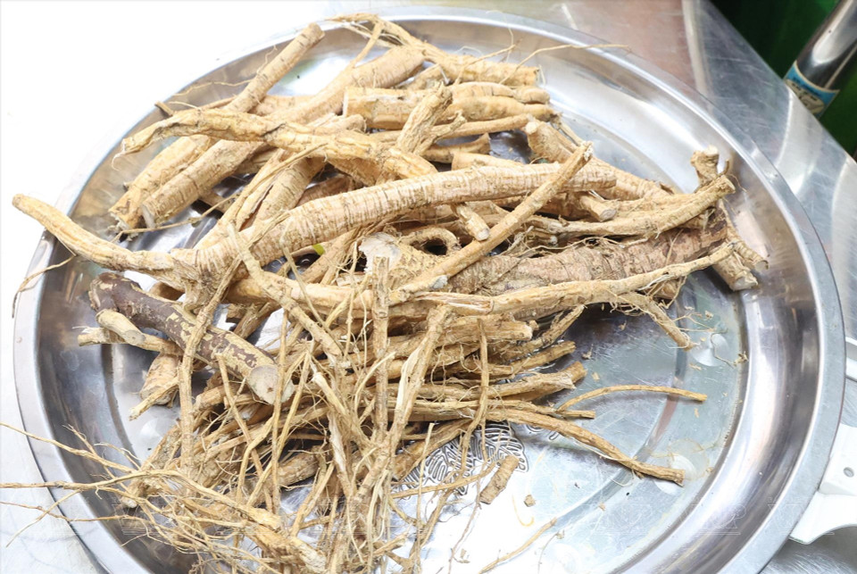 Una hierba medicinal cultivada en Hanoi. (Fuente: Revista Vietnam)
