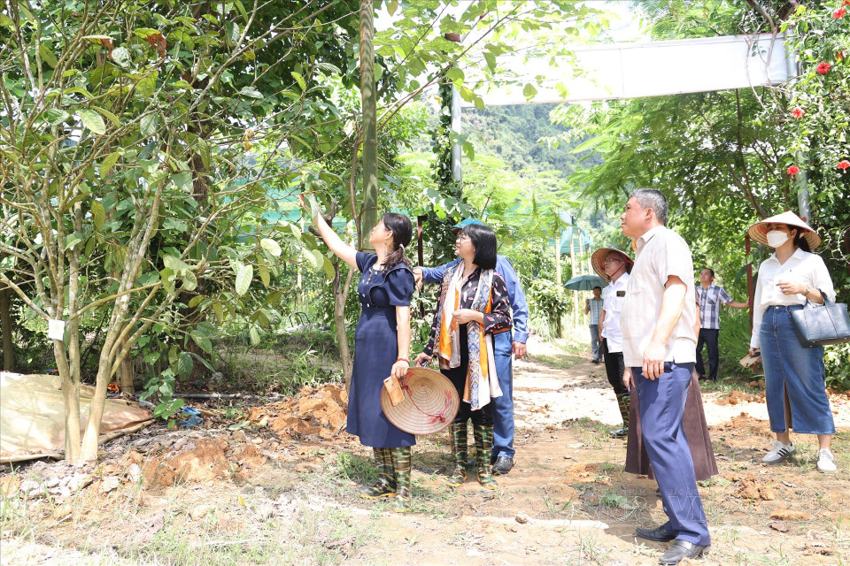 Representantes de varias provincias y ciudades visitan el modelo de cultivo sostenible de plantas medicinales de la Unión de Cooperativas Agrícolas y Medicinales Orgánicas de Vietnam. (Fuente: Revista Vietnam)