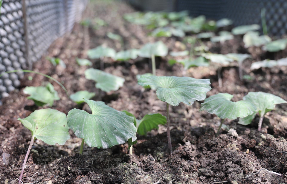 Desde 2020 hasta ahora, la Unión de Cooperativas Agrícolas y Medicinales Orgánicas de Vietnam ha traído alrededor de 40 especies medicinales a la comuna de Nam Son para la investigación y propagación de variedades de plantas. (Fuente: Revista Vietnam)
