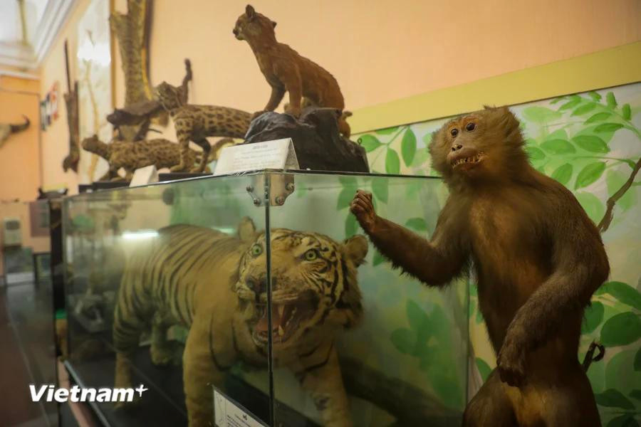 El museo preserva más de 28 mil especímenes de plantas recolectados de todas las regiones del país, de los cuales 22 mil 991 han sido identificados científicamente, pertenecientes a cuatro mil 287 especies, mil 300 géneros y 235 familias. (Foto: Vietnam+)