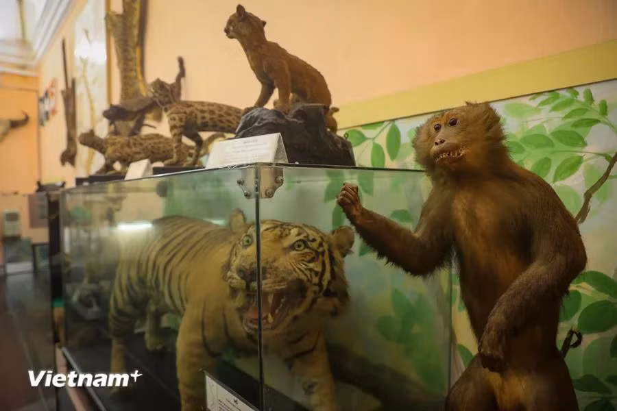 El museo preserva más de 28 mil especímenes de plantas recolectados de todas las regiones del país, de los cuales 22 mil 991 han sido identificados científicamente, pertenecientes a cuatro mil 287 especies, mil 300 géneros y 235 familias. (Foto: Vietnam+)