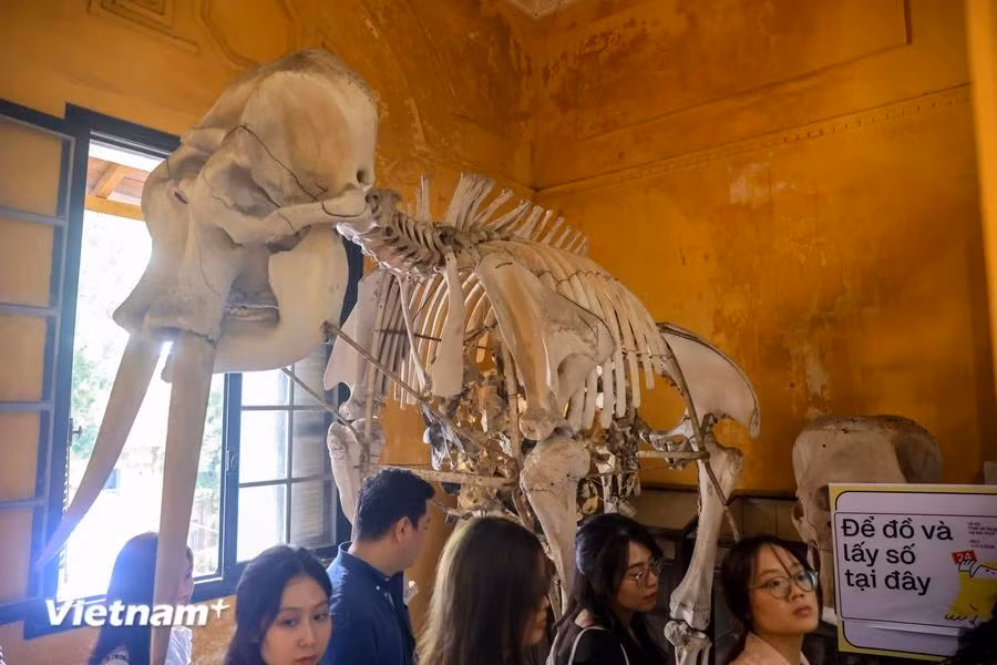 La pinacoteca almacena muchos especímenes raros, algunos de los cuales sólo están disponibles en sus instalaciones. (Foto: Vietnam+)