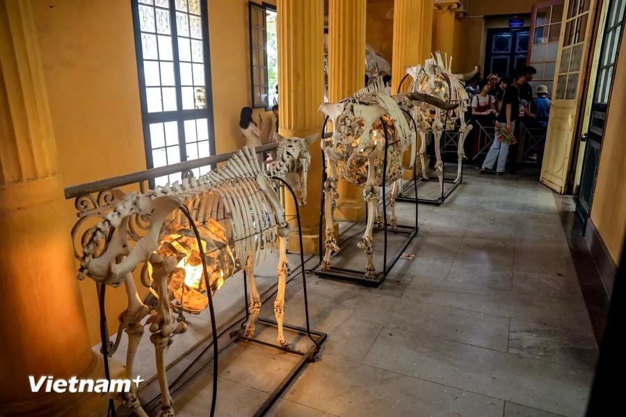 Hasta la fecha, el Museo de Biología ha proporcionado y recopilado muestras para la mayoría de las investigaciones en el campo de las ciencias de la vida, especialmente estudios sobre sistemática y taxonomía, recursos y biodiversidad. (Foto: Vietnam+)