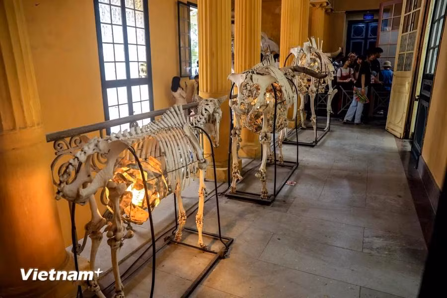 Hasta la fecha, el Museo de Biología ha proporcionado y recopilado muestras para la mayoría de las investigaciones en el campo de las ciencias de la vida, especialmente estudios sobre sistemática y taxonomía, recursos y biodiversidad. (Foto: Vietnam+)