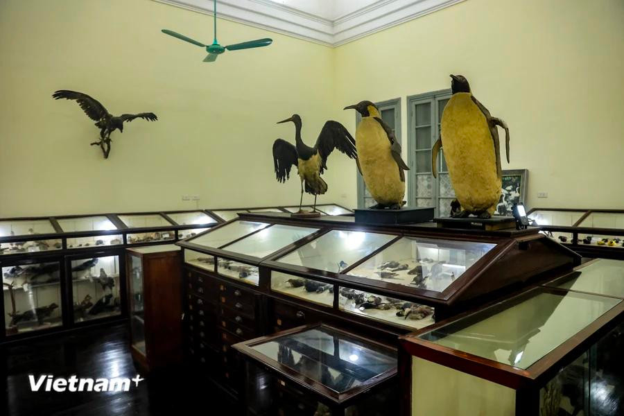 El Museo de Biología es un lugar atractivo para los capitalinos al visitarlo por primera vez. (Foto: Vietnam+)