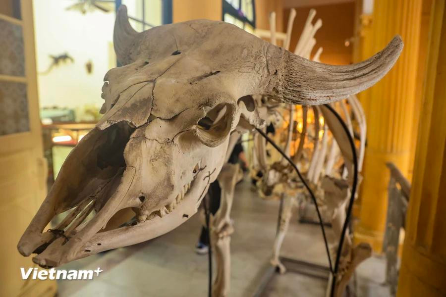 La institución cuenta con dos mil 674 ejemplares de aves, de 381 especies. (Foto: Vietnam+)