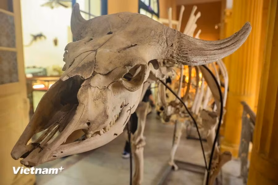 La institución cuenta con dos mil 674 ejemplares de aves, de 381 especies. (Foto: Vietnam+)