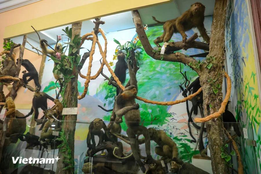 Este número representa el 45% (381/848) del número total de especies de aves existentes en Vietnam, pertenecientes a 18 órdenes y 68 familias. (Foto: Vietnam+)