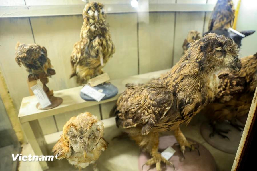 En el marco del Festival de Diseño Creativo de Hanoi 2024, por primera vez el Museo de Biología está abierto al público del 9 al 17 de noviembre en el número 19 de la calle Le Thanh Tong, distrito Hoan Kiem, Hanoi. (Foto: Vietnam+)
