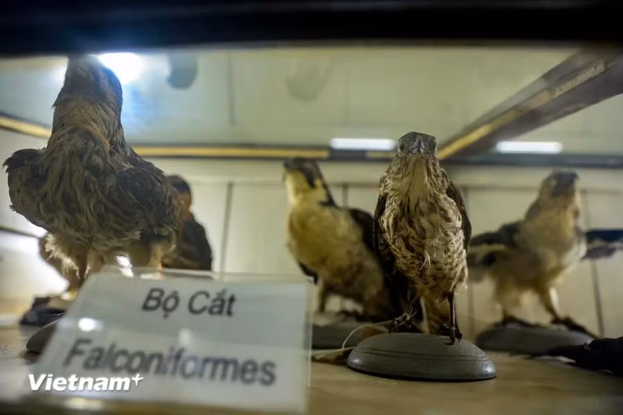 El Museo cuenta con dos mil 674 ejemplares de aves, de 381 especies. (Foto: Vietnam+)