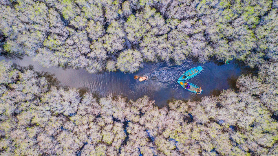 El bosque de manglares Bau Ca Cai, en la comuna de Binh Thuan, distrito de Binh Son, es actualmente un destino atractivo de ecoturismo en Quang Ngai. (Foto: VNA)
