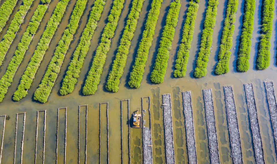 El bosque de manglar Bau Ca Cai, en la comuna de Binh Thuan (Binh Son, Quang Ngai), ha sido restaurado desde 2015. (Foto: VNA)