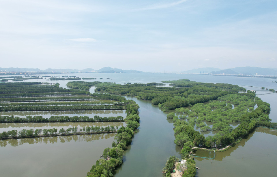 Bosque de manglares Con Chim en la provincia de Binh Dinh. (Foto: VNA)