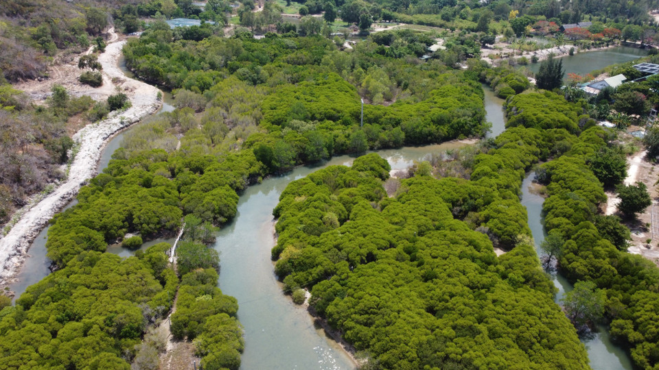 Los bosques de manglares de la isla Hoa Lan, la comuna de Ninh Phu, la ciudad de Ninh Hoa (Khanh Hoa) se conservan y crecen bien, creando un ecosistema diverso. (Foto: VNA)