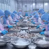 Procesamiento de pulpo para exportación en la empresa Huy Nam, An Giang. Foto: VNA