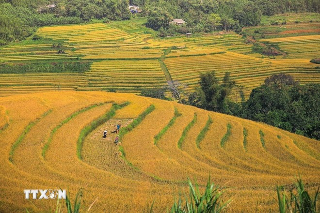 2210-ruong-bac-thang-mien-doi.jpg
