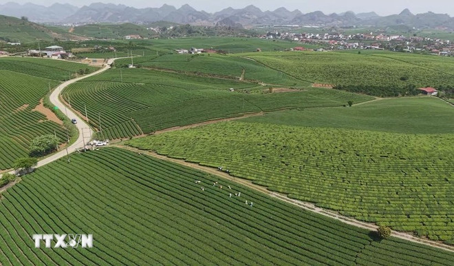 Colinas de té en la meseta de Moc Chau. (Fuente: VNA) che-moc-chau.jpg