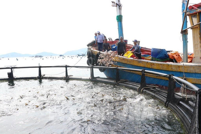 En la provincia de Khanh Hoa (Fuente: VNA) camlap.jpg