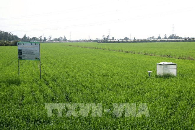 En un campo en Can Tho. (Fuente: VNA) htx.jpg