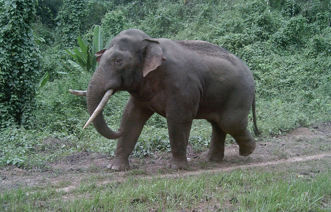 Un elefante de la provincia de Dong Nai fue fotografiada por Humane World for Animals utilizando cámaras trampa. (Fuente: VNA) voi-3.jpg
