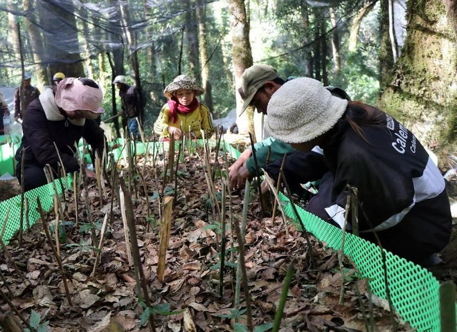 Se prioriza el desarrollo de zonas de cultivo de ginseng Ngoc Linh. (Fuente: VNA) ngoc-linh3.jpg