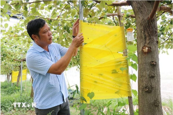 Phan Cong Kien, subdirector del Instituto de Algodón y Desarrollo Agrícola Nha Ho (en la provincia de Khanh Hoa), inspecciona un modelo de cultivo de manzanas en un invernadero equipado con un sistema de trampas biológicas para eliminar insectos. (Fuente: VNA) 2.jpg