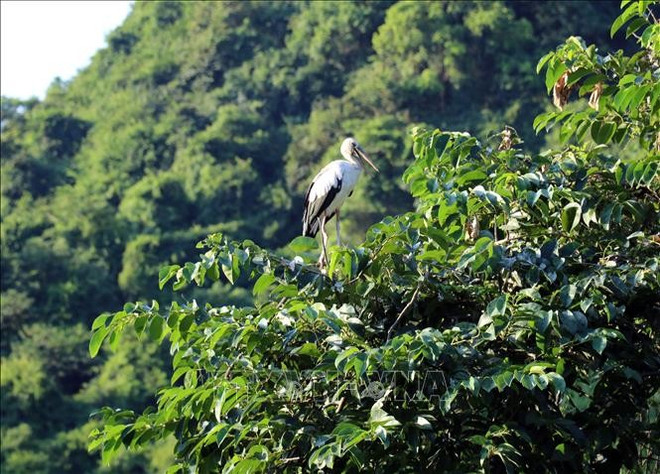 En el Jardín de Aves Thung Nham. (Fuente: VNA) vuon-chim4-140825.jpg