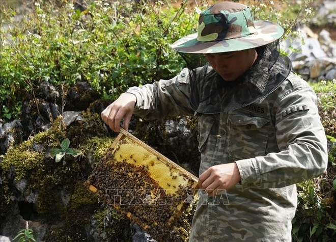 Cultivo de miel en Ha Giang. (Fuente: VNA) mat-ong-2.jpg