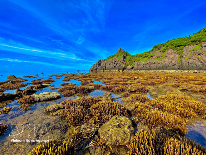 vnanet-nhung-rang-san-ho-khi-thuy-trieu-rut-sau-tren-vung-bien-con-dao-anh-phat.jpg